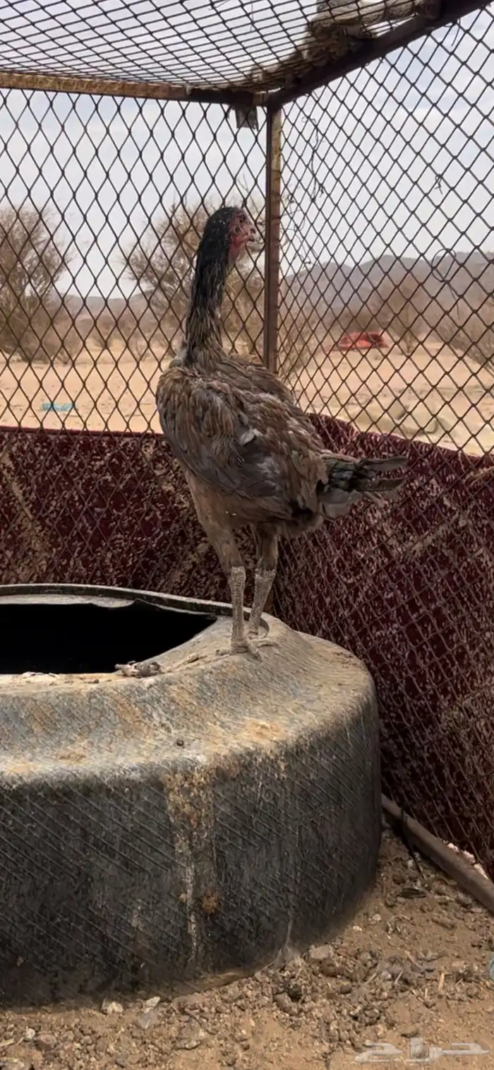دجاج باكستاني 5