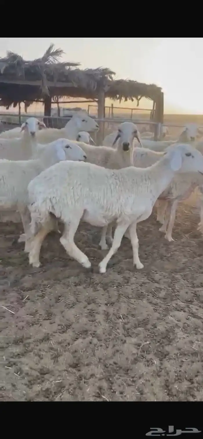 للبيع جذعات حريات 0