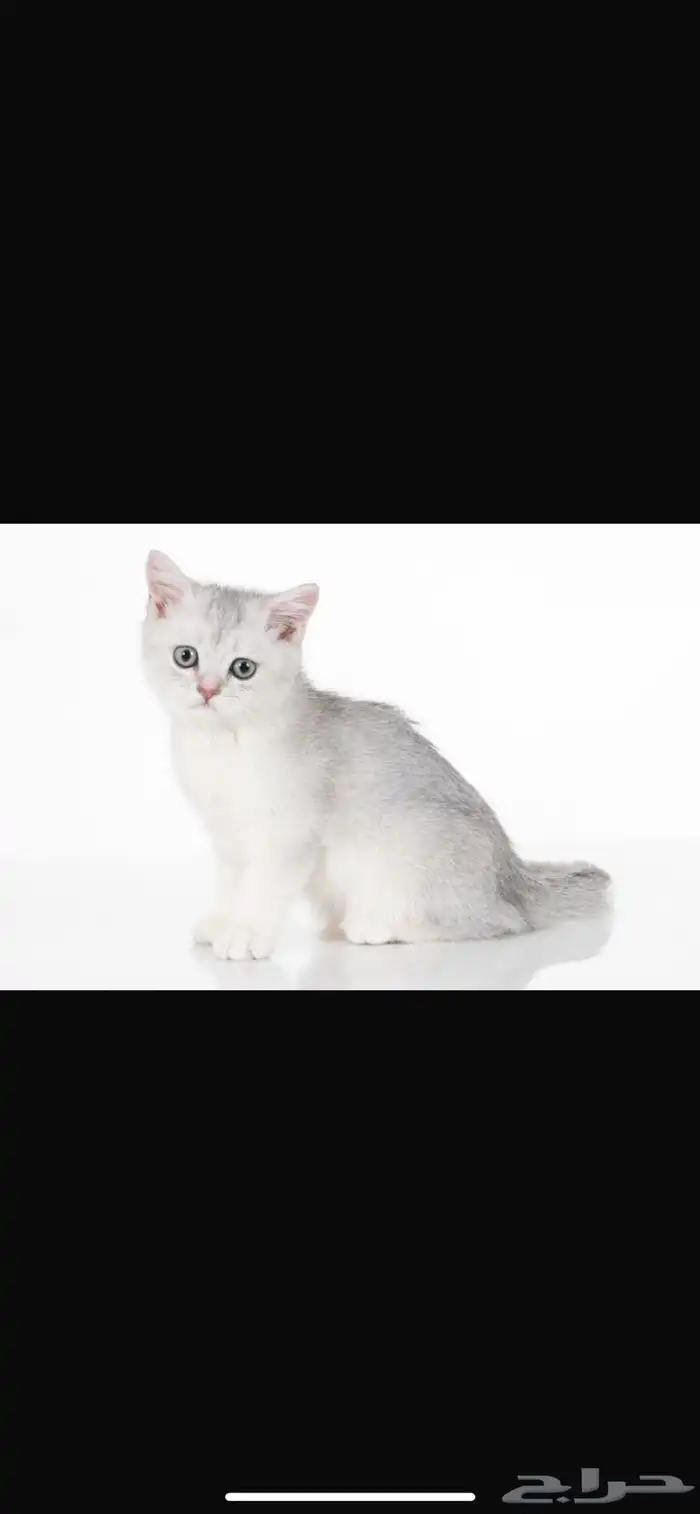 قطه قطوه قطط 0