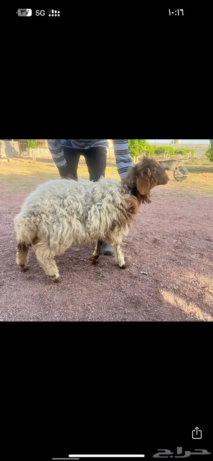 للبيع نعجه نعيميه قزميه جرمه صغيره جدا 2