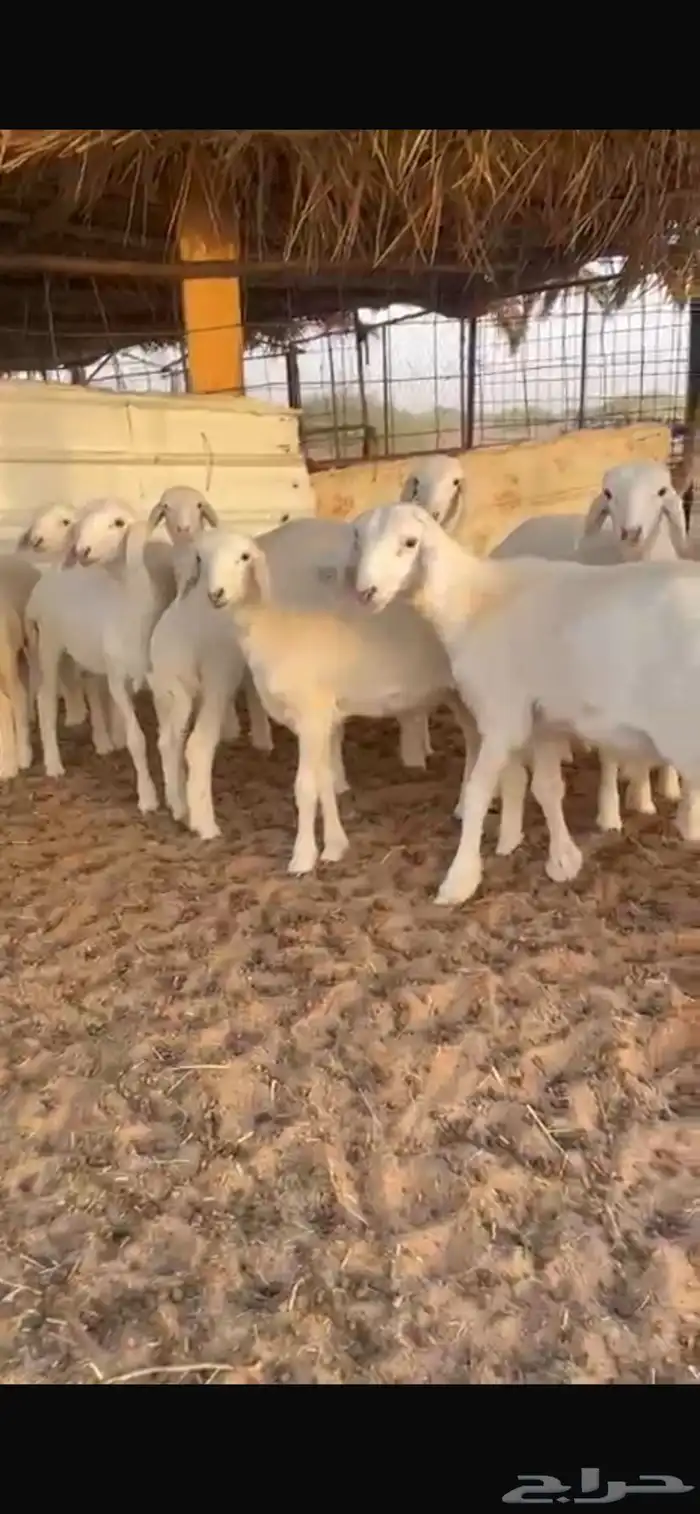 للبيع جذعات حريات 2