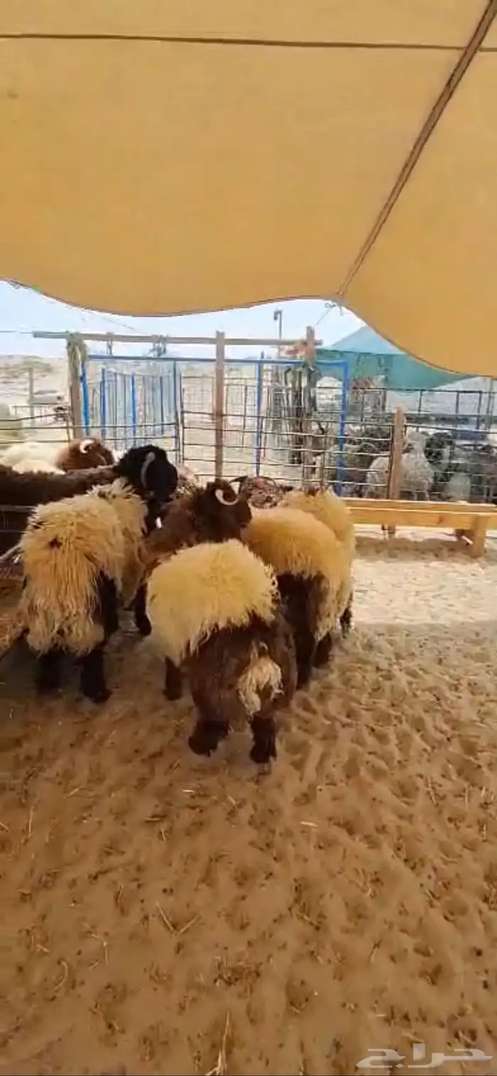 نعيم جبر فاخر ووسط فاخر 7