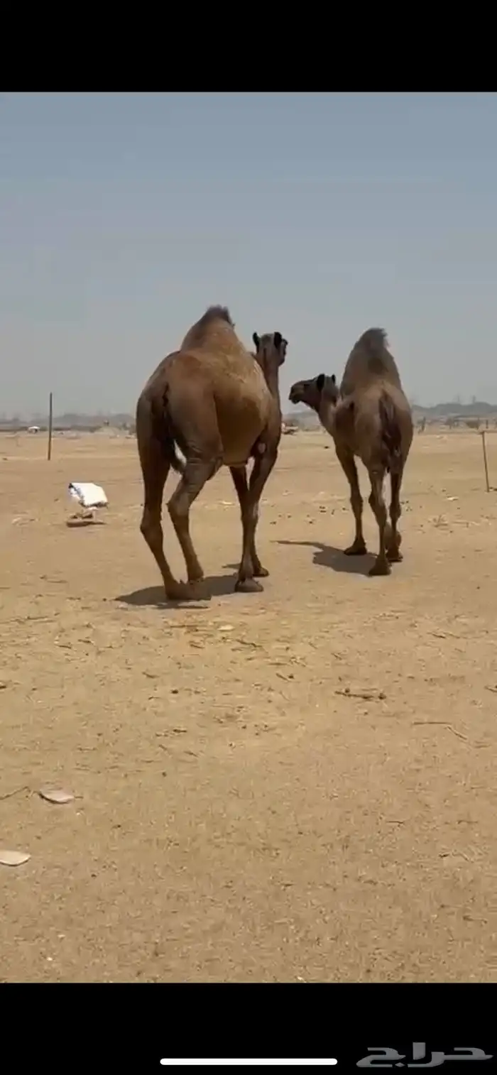 نياق صفر كفو 0