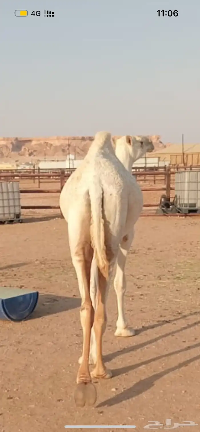 بكرة حقه للبيع 0