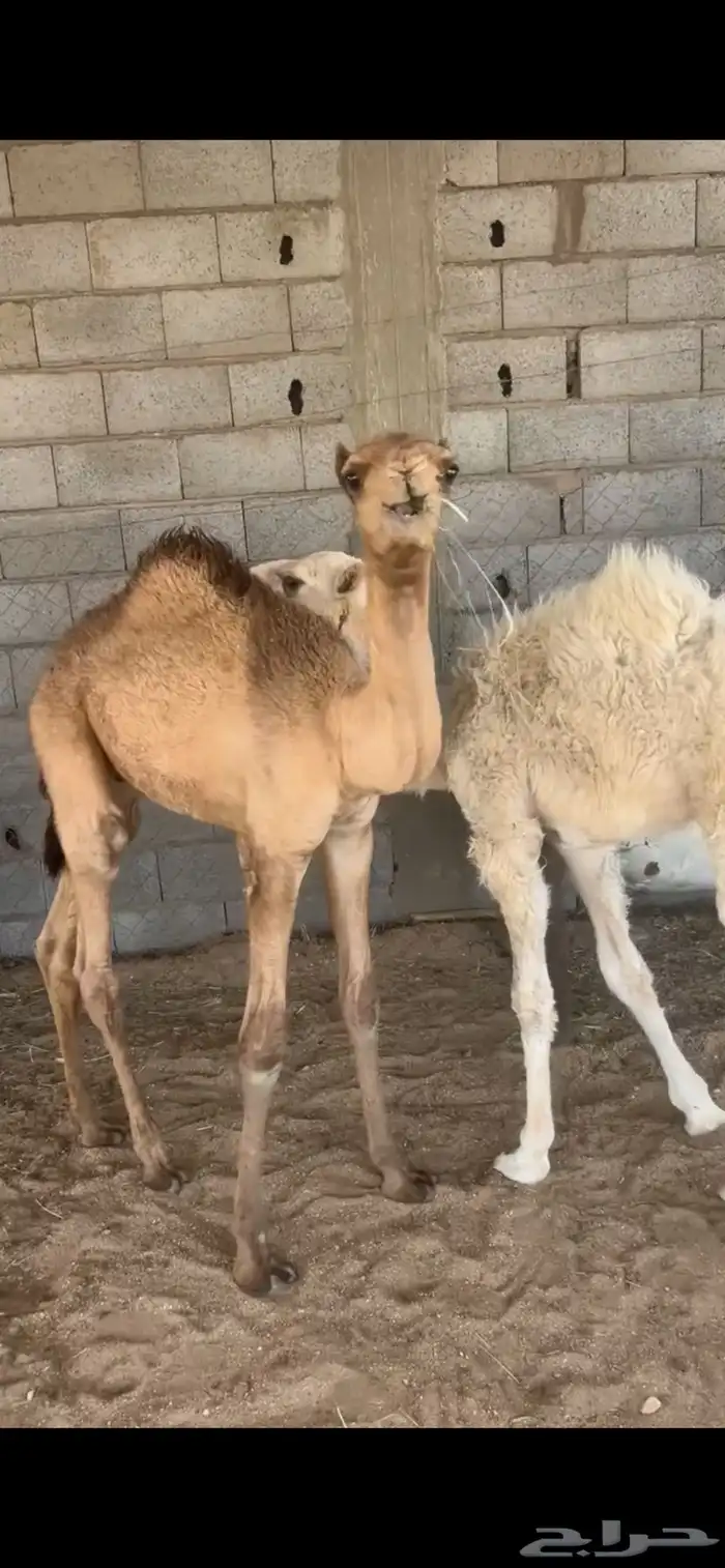 قعدان تربيه عمر ثلاثه شهور 0