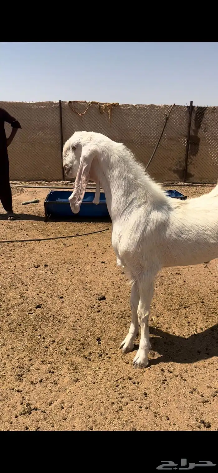 تيس فحل مطور صنف 2