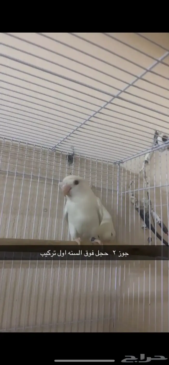 روز البينو جوز 0