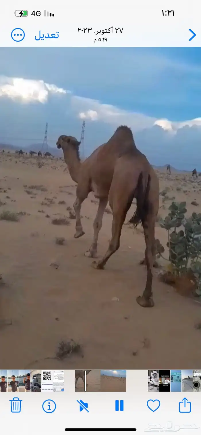 قعود احمر ادهم سنه حق 2