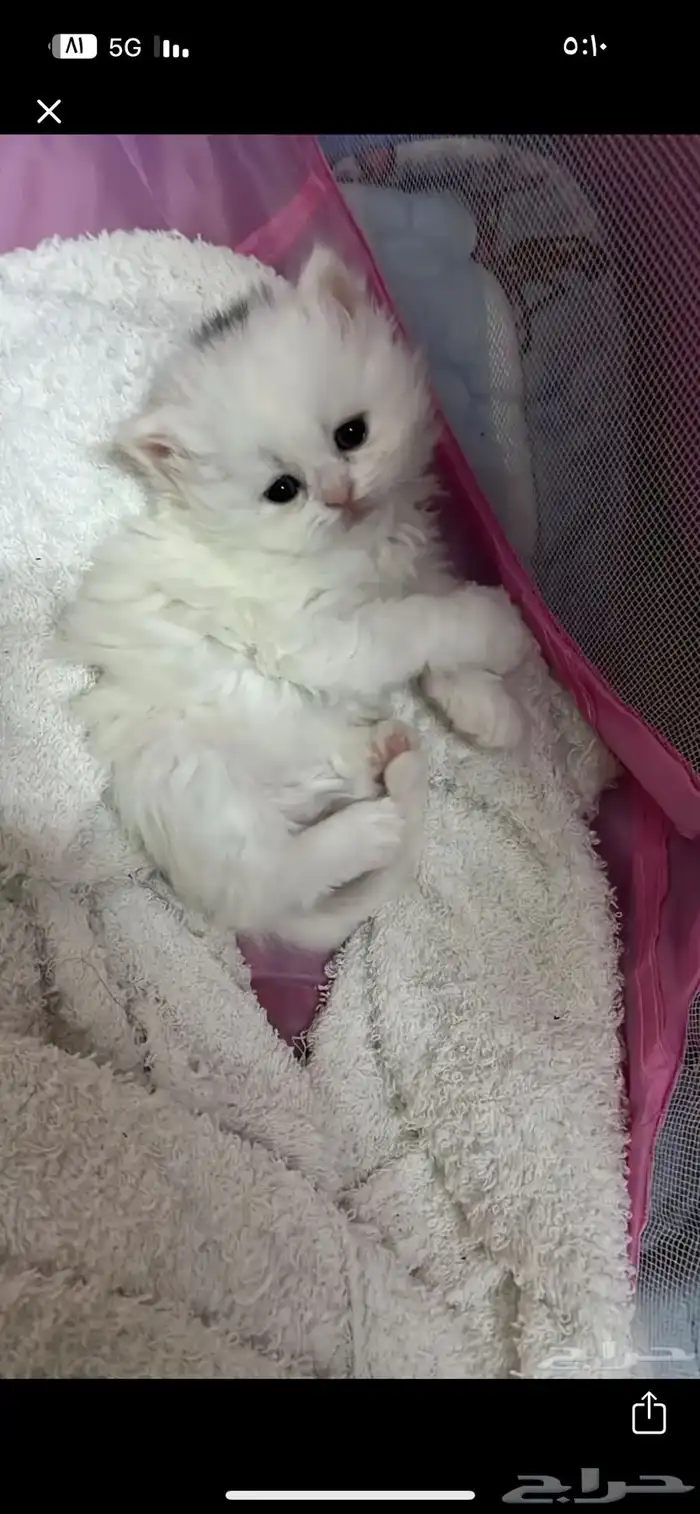 قطط 0