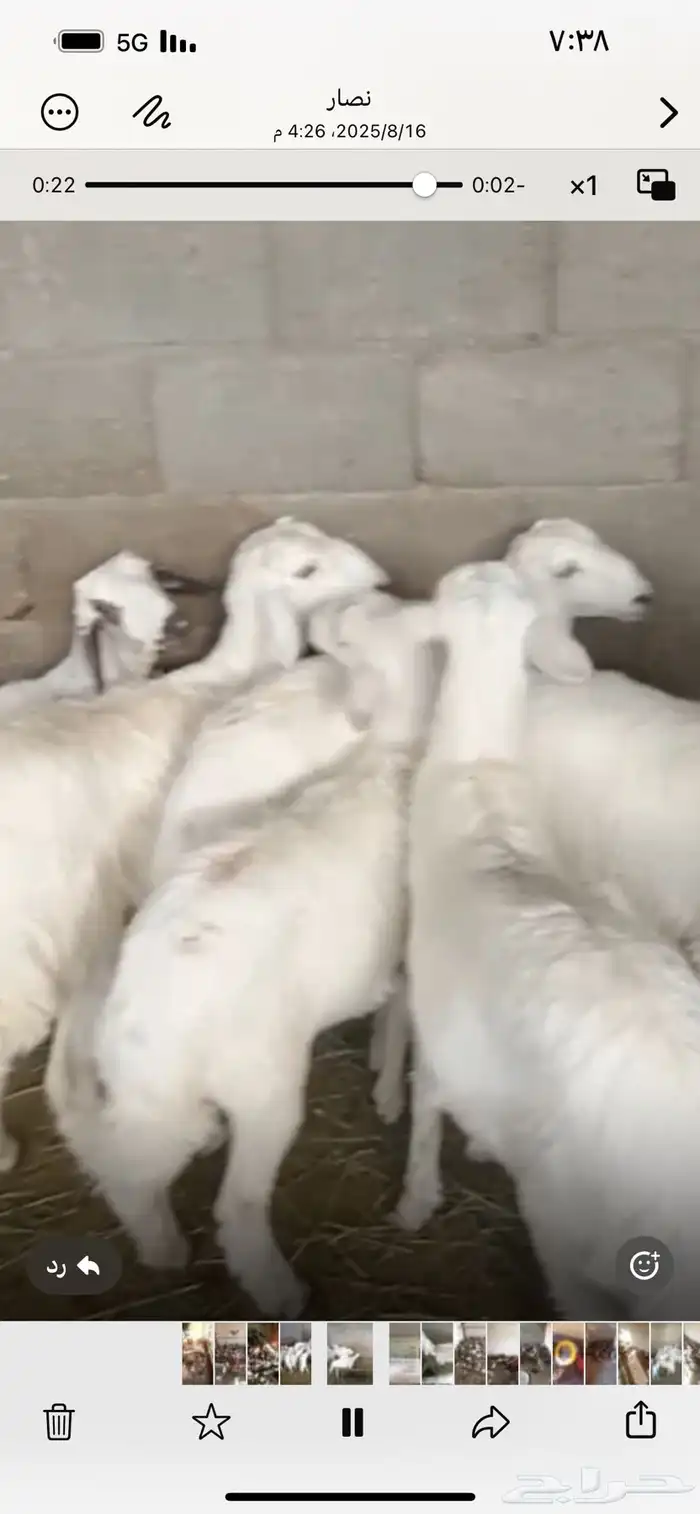 رخال للبيع 1