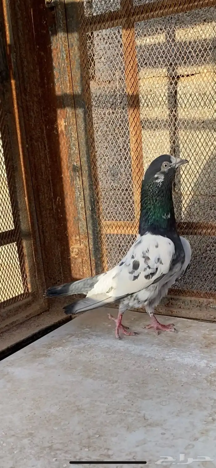 انثى تيدي 1