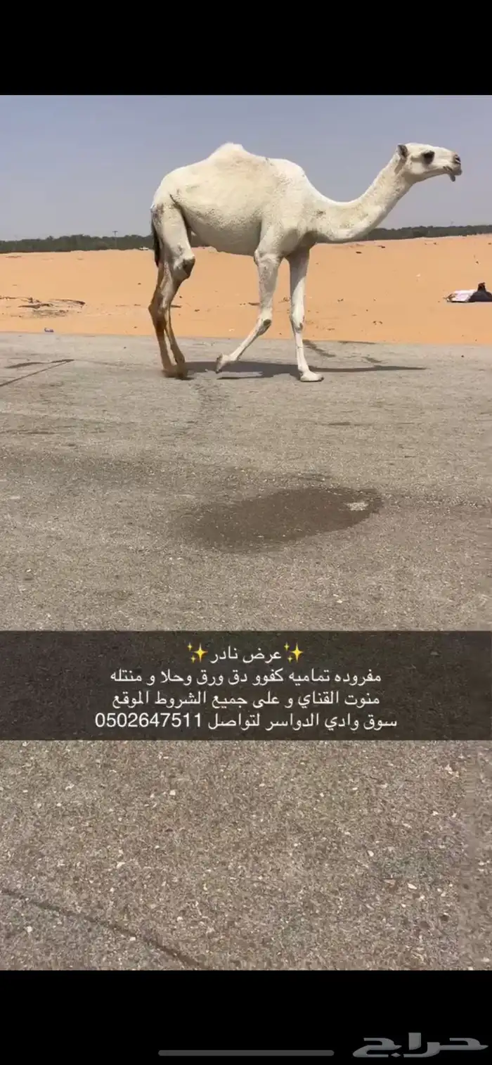 مفروده تماميه كفو جدا ساس و زين 6500من شايف و حايف 3