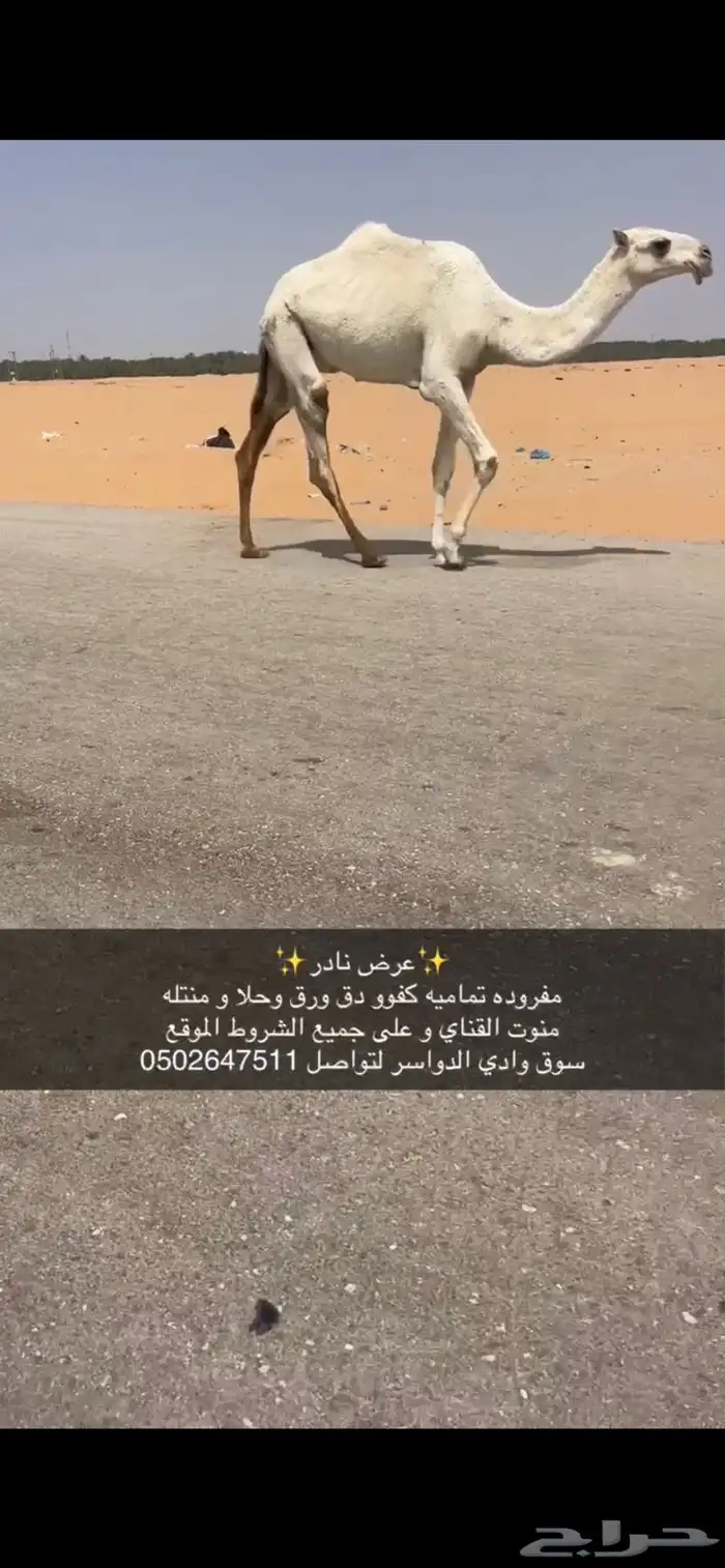 مفروده تماميه كفو جدا ساس و زين 6500من شايف و حايف 1
