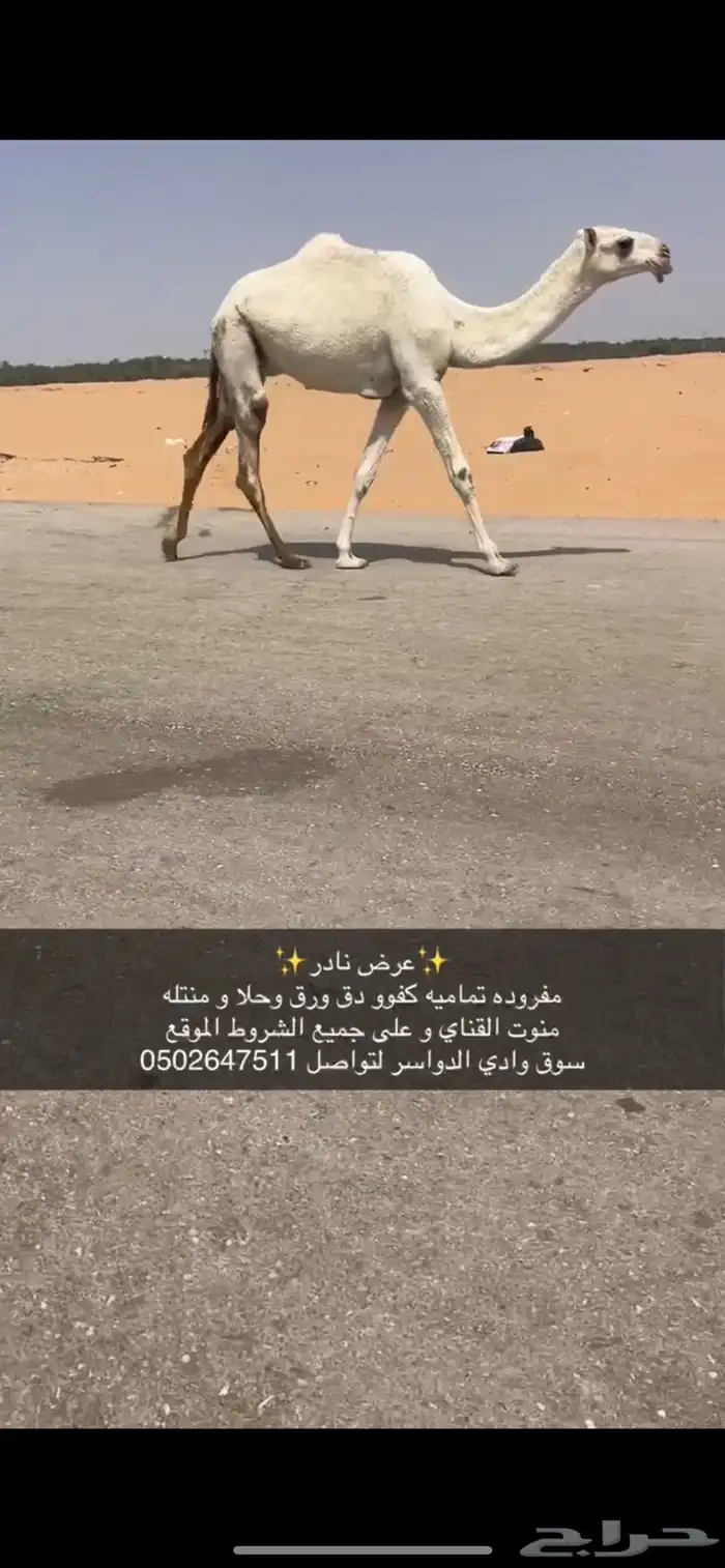 مفروده تماميه كفو جدا ساس و زين 6500من شايف و حايف 0