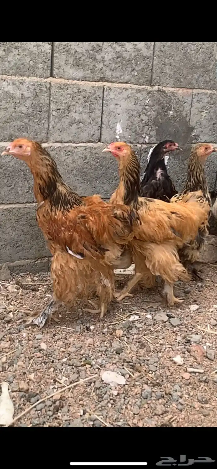 فراريج براهم اللي يقف عليه السوم بنبيع 6