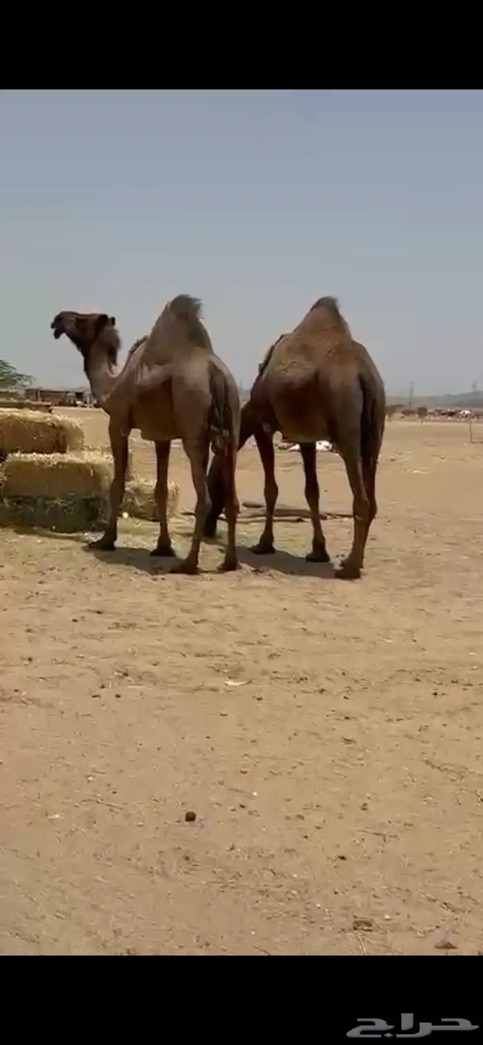 نياق صفر كفو 1