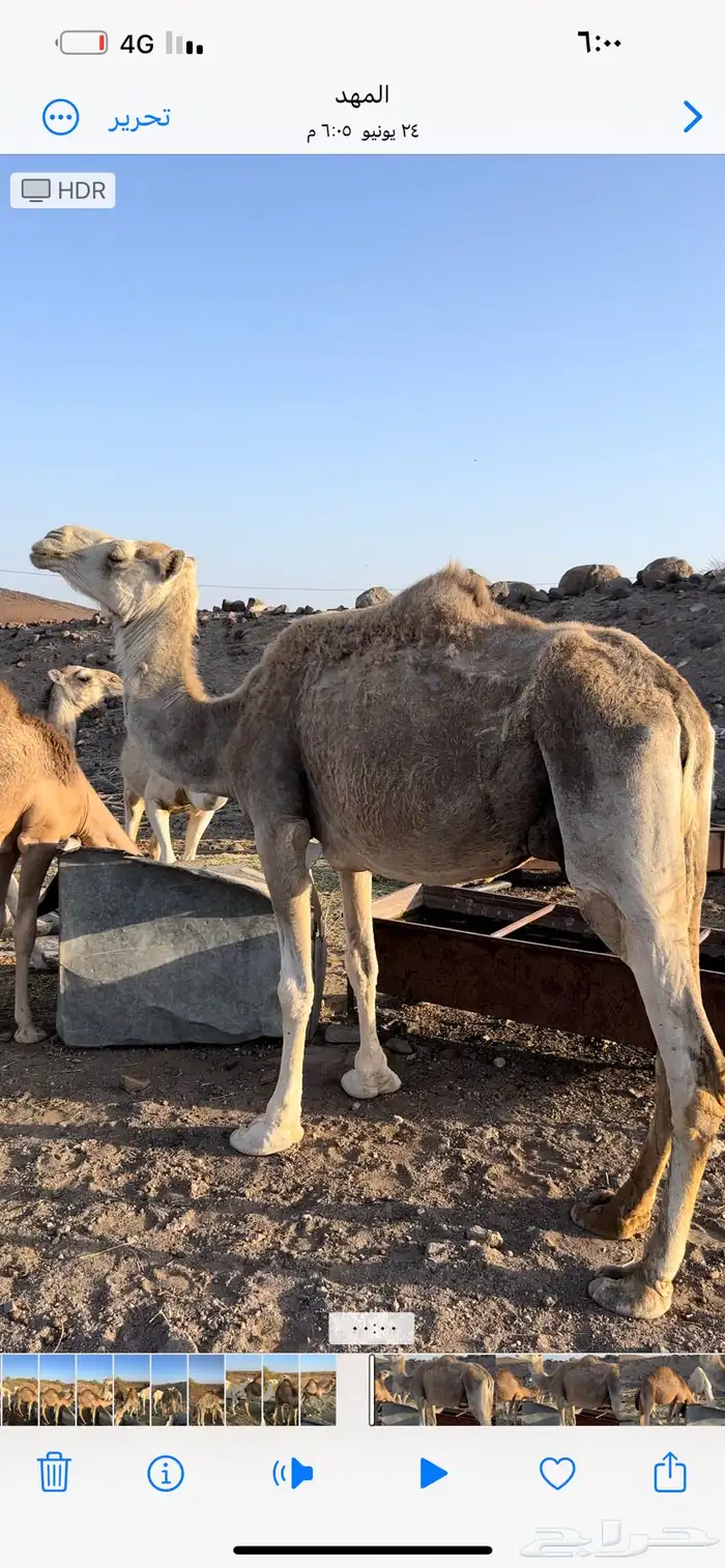 ناقه للبيع حدرها قعود 0