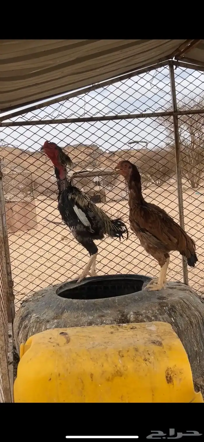 دجاج باكستاني 0