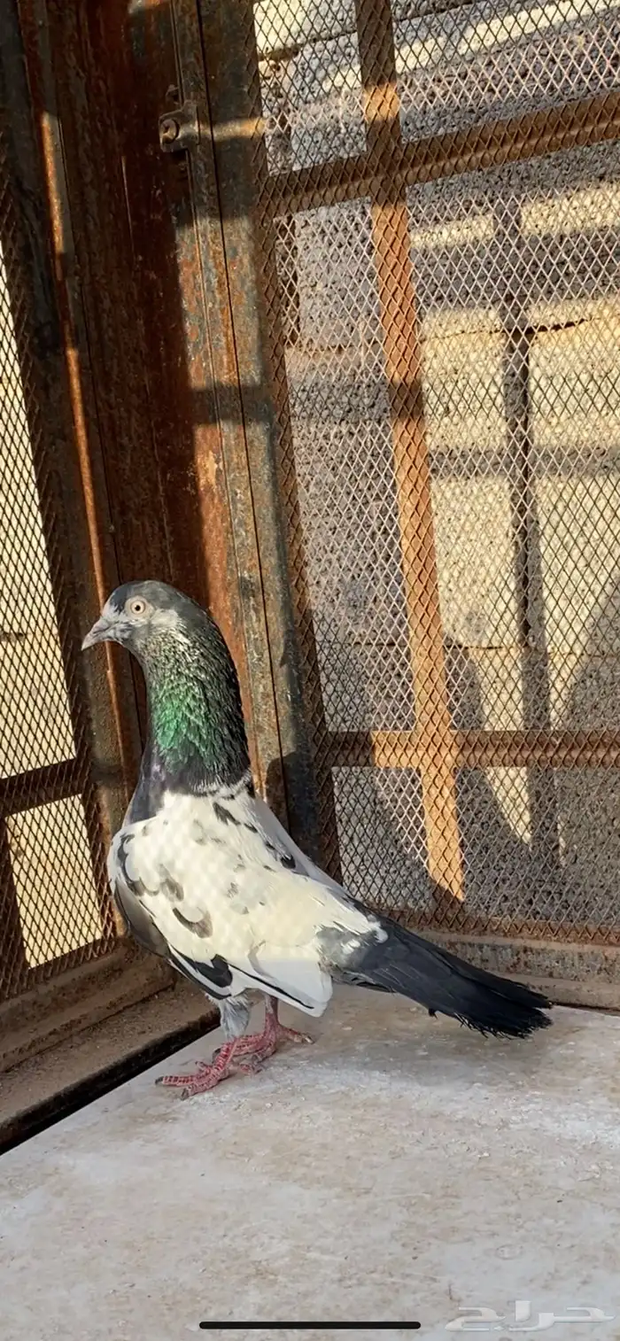 انثى تيدي 0