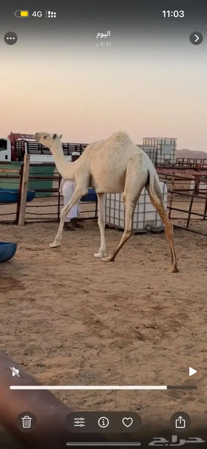 بكرة حقه للبيع 1