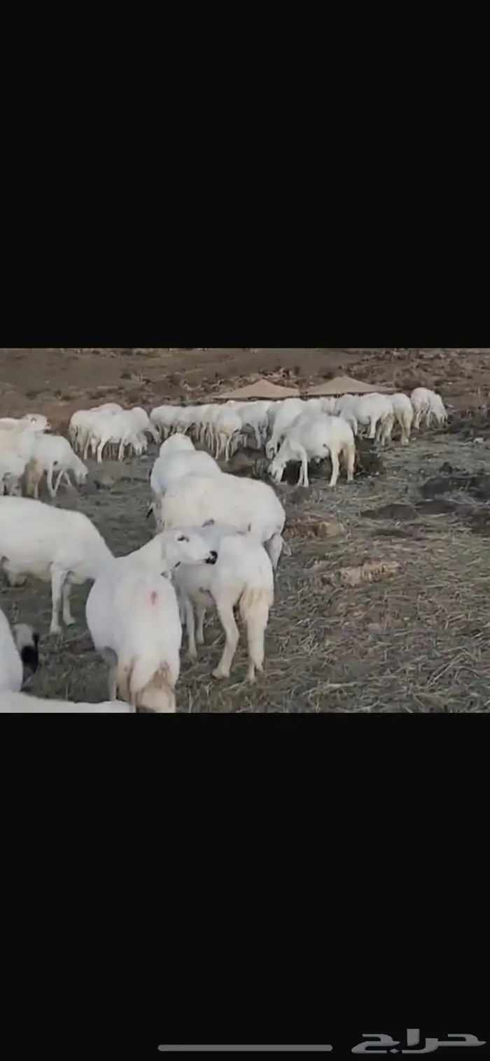 ضان صنف الصنف تم البيع 3