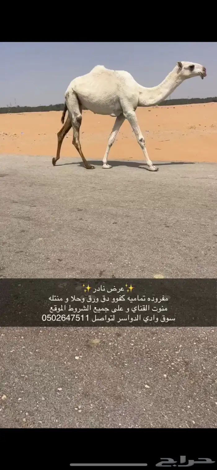 مفروده تماميه كفو جدا ساس و زين 6500من شايف و حايف 2