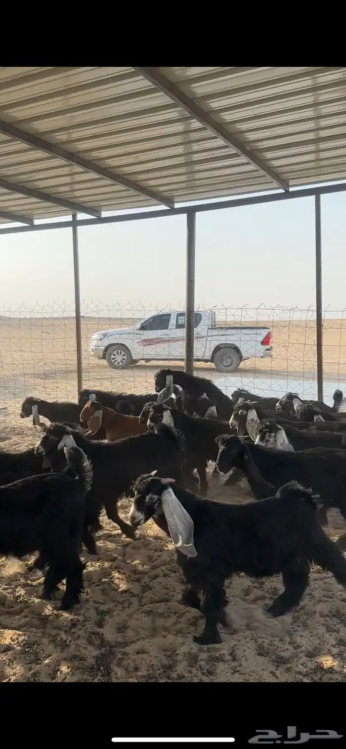 تم البيع 2