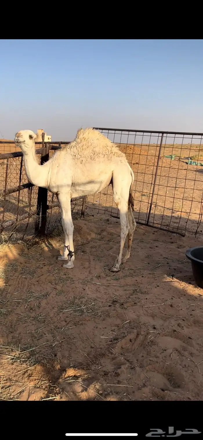 بكرة 0