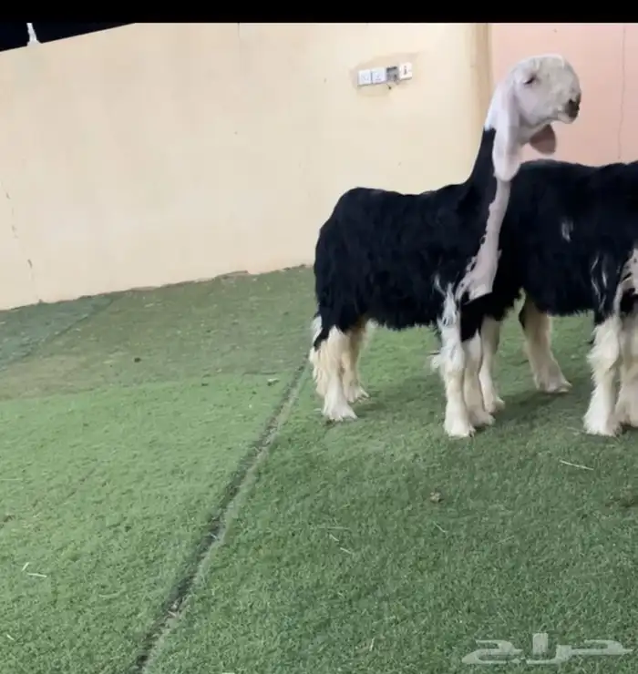 رخال نجد 0