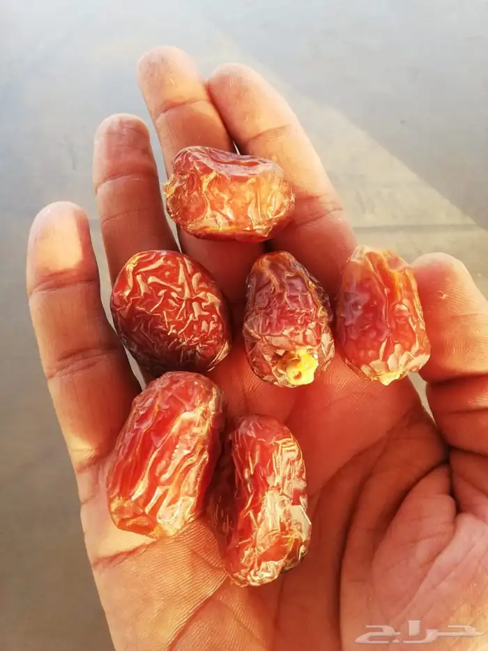 تمر خلاص وادي الدواسر جديد 8