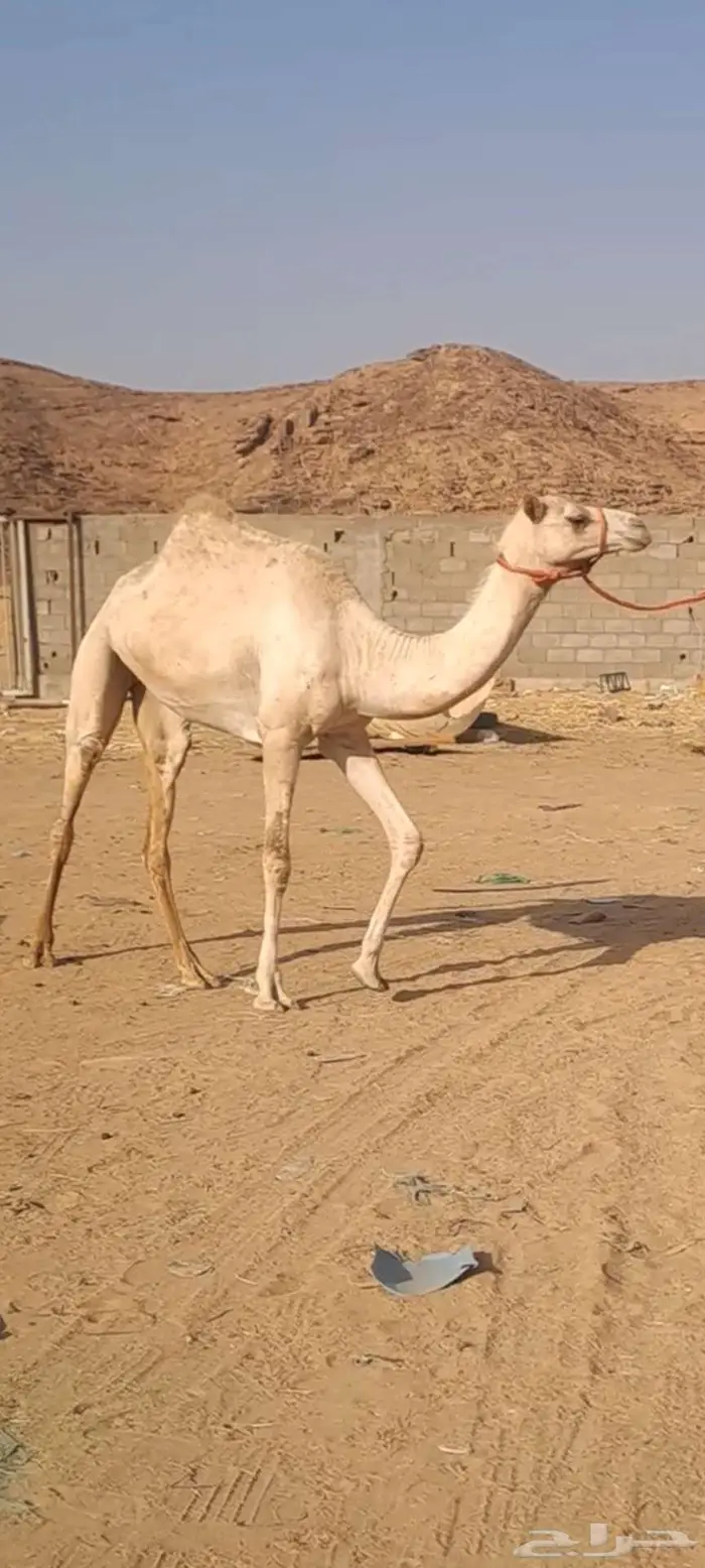 حره انتاج رقم واحد حره معها شهادتها 0
