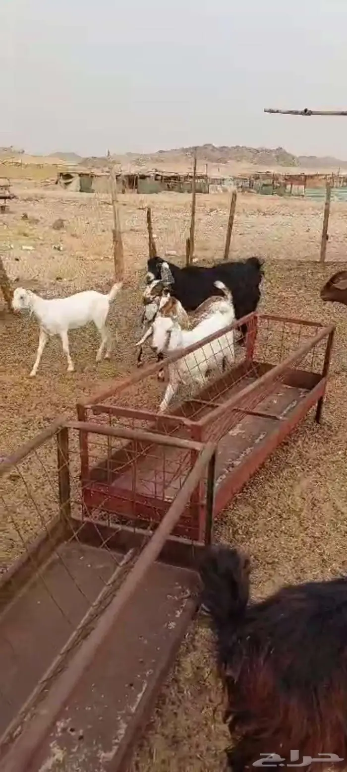 تيوس منادي. جفار مقنا وفحل احمر 11