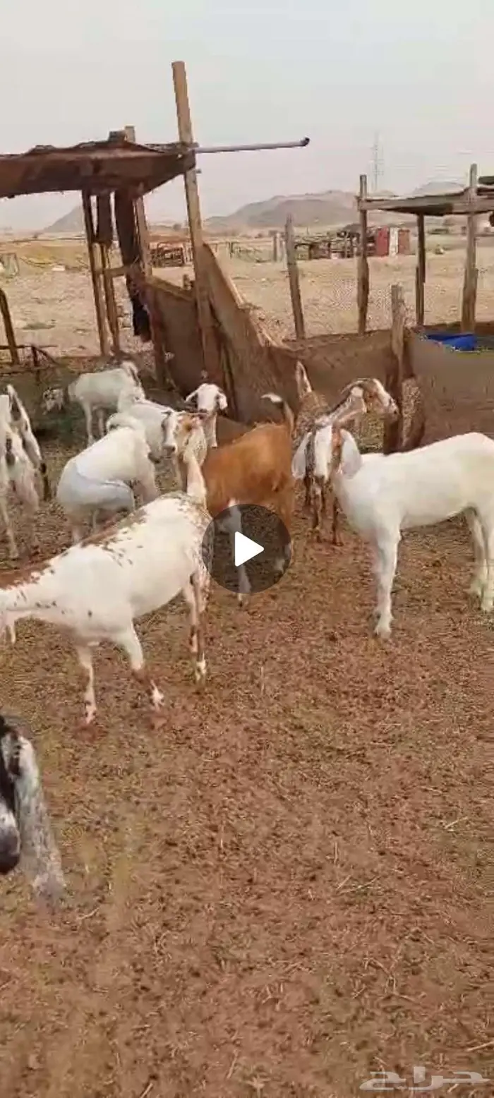 تيوس منادي. جفار مقنا وفحل احمر 10