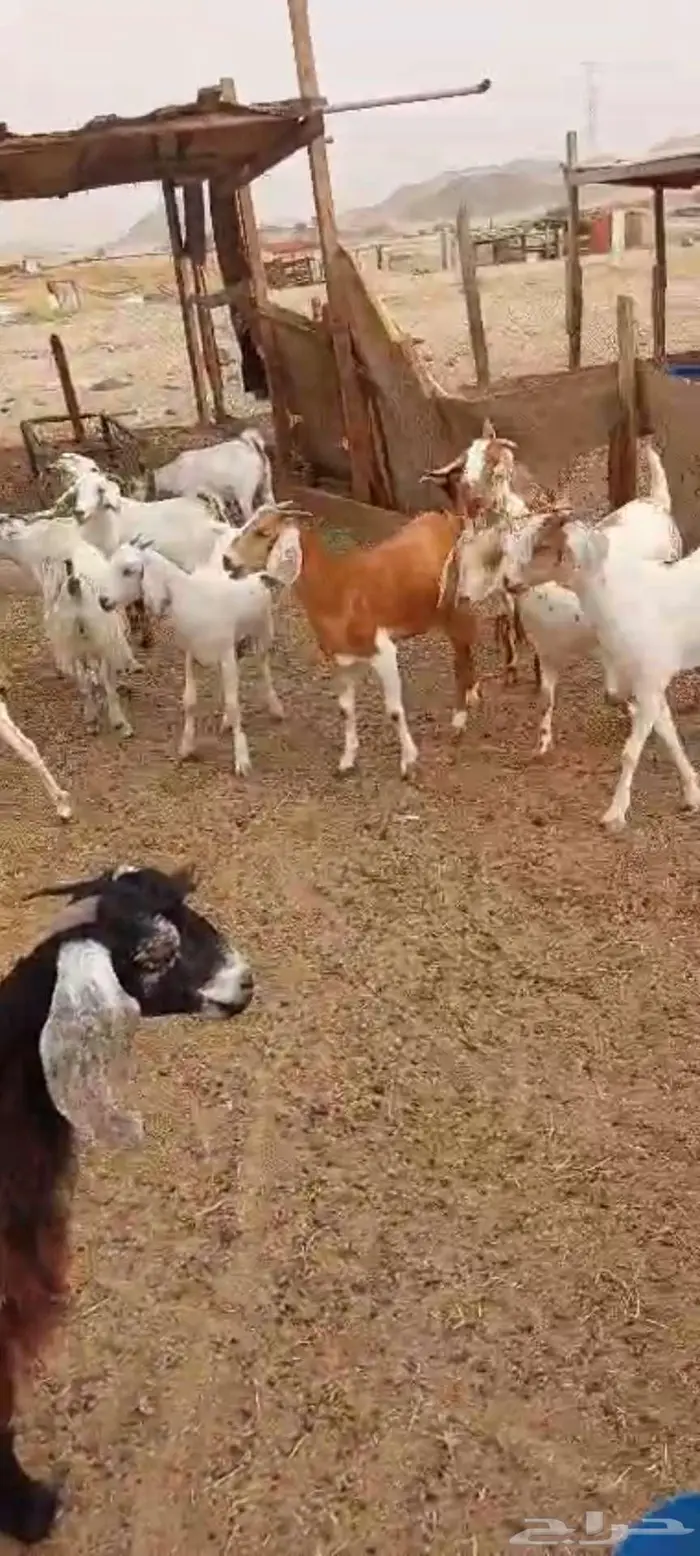 تيوس منادي. جفار مقنا وفحل احمر 9