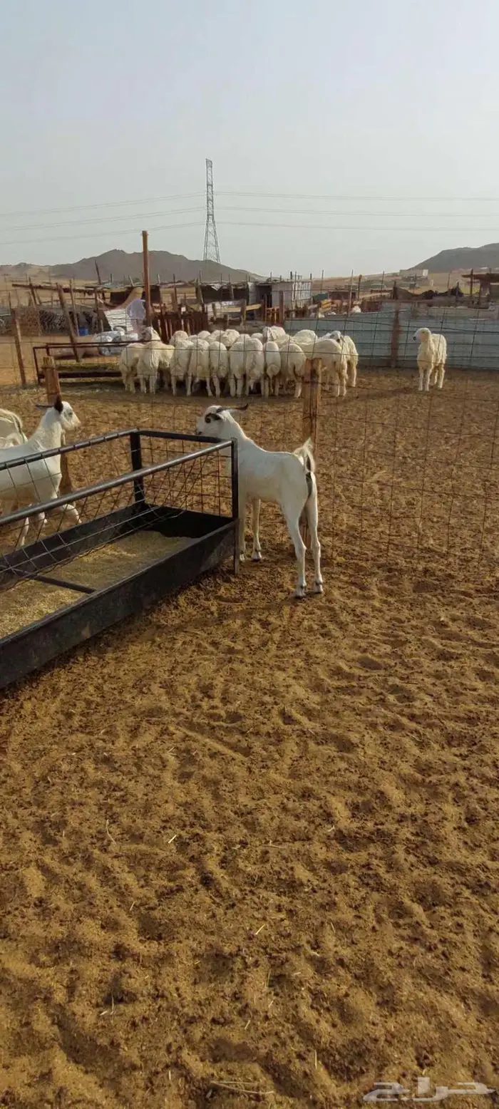 تيوس منادي. جفار مقنا وفحل احمر 6