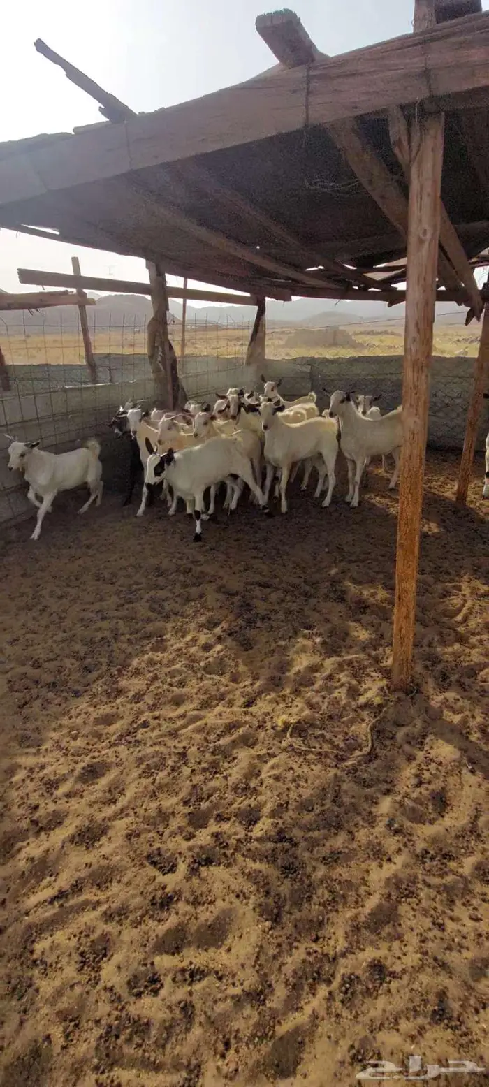 تيوس منادي. جفار مقنا وفحل احمر 2