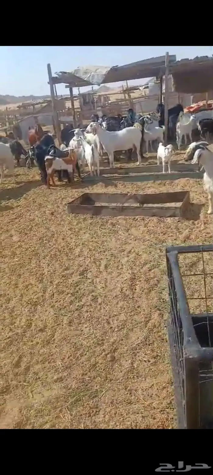 معزا خلفات ودفيع وضريع وحليب وفحول 9