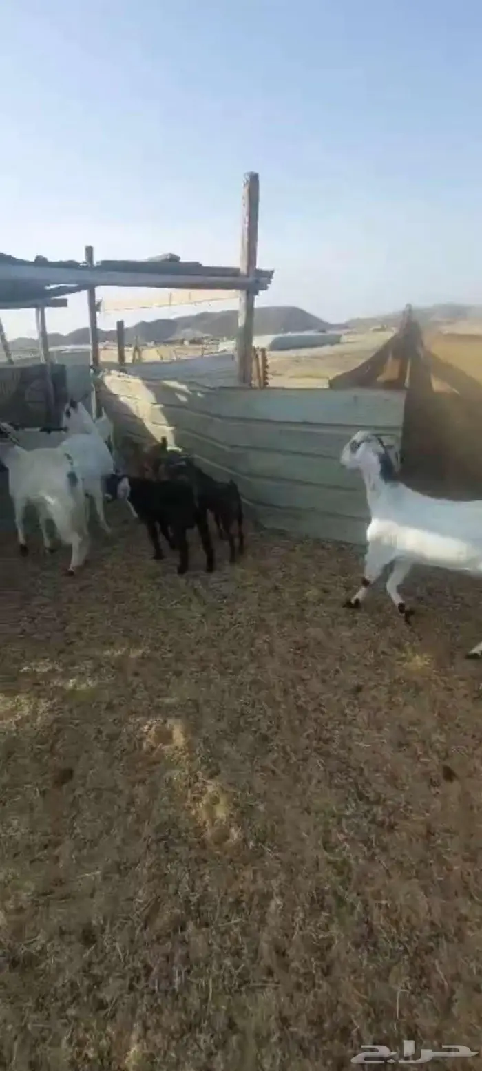 معزا خلفات ودفيع وضريع وحليب وفحول 7