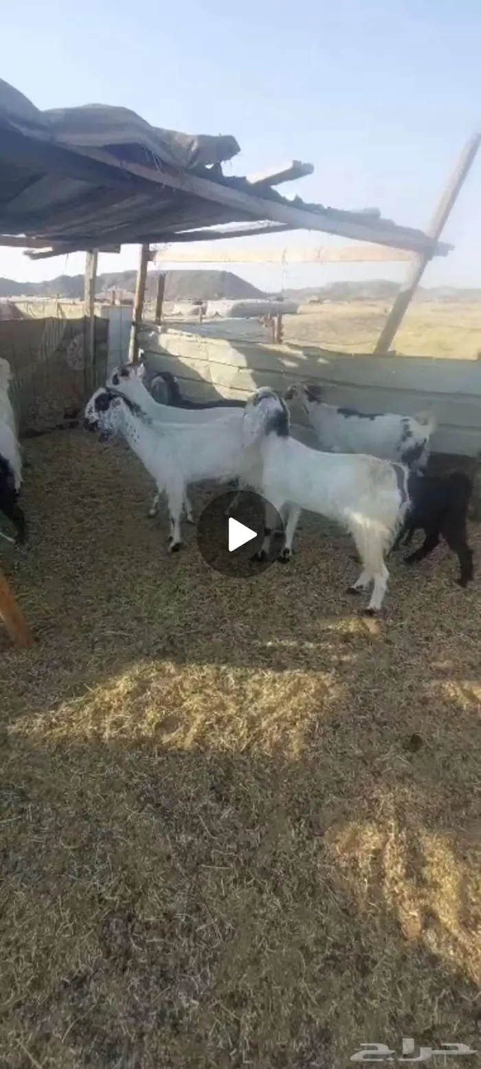 معزا خلفات ودفيع وضريع وحليب وفحول 6