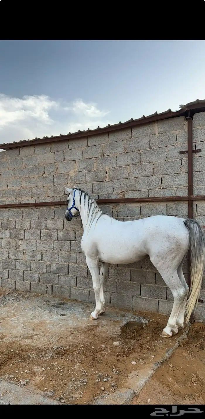 حصان واهو للبيع 2