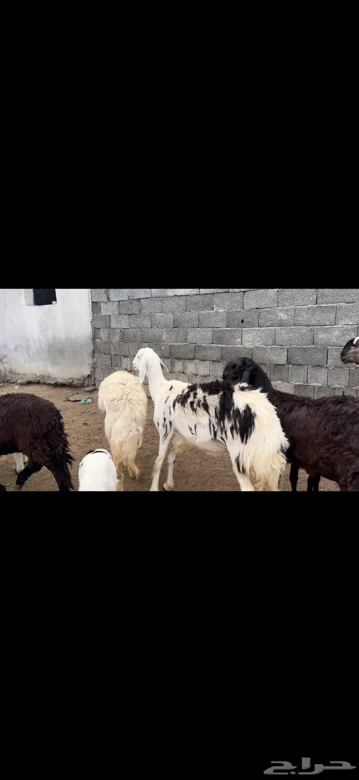 رخال سواكن 5