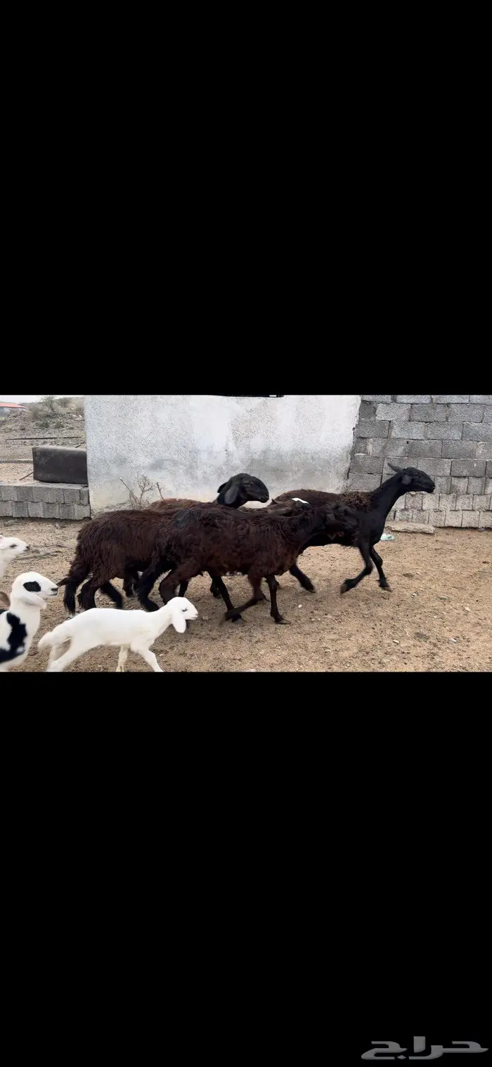 رخال سواكن 8