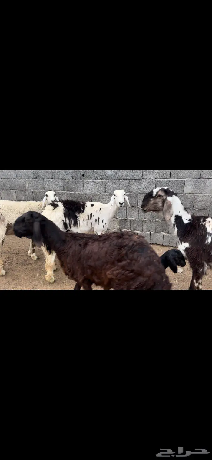 رخال سواكن 3
