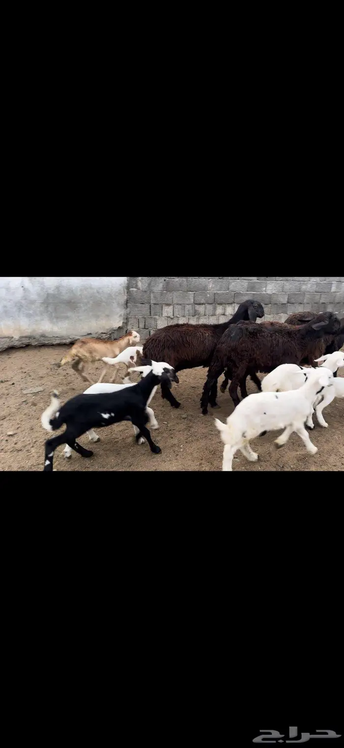رخال سواكن 1