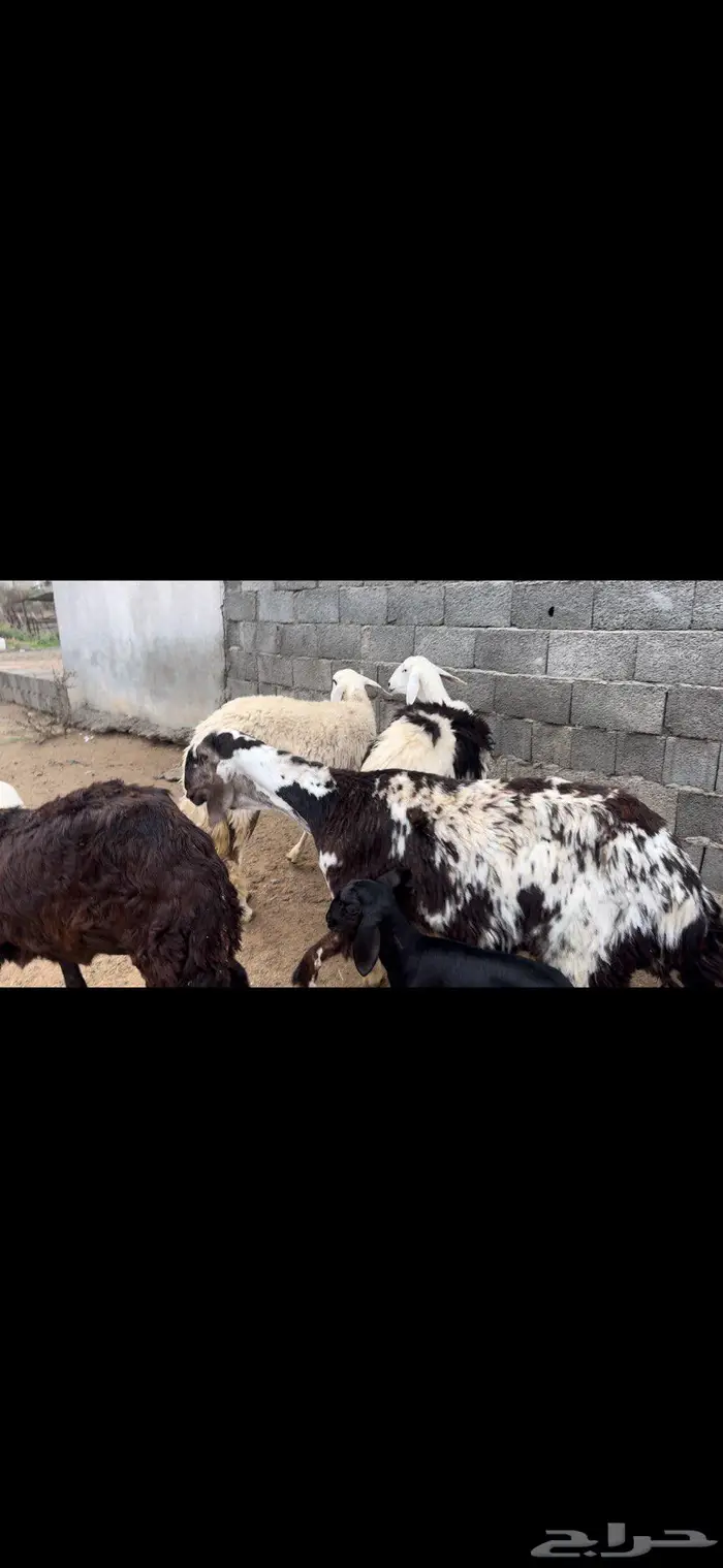 رخال سواكن 2