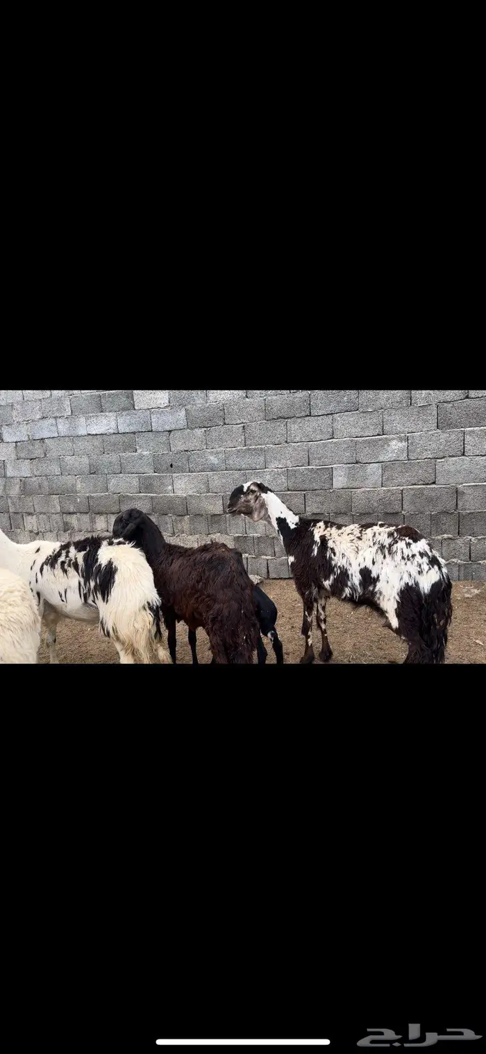 رخال سواكن 4
