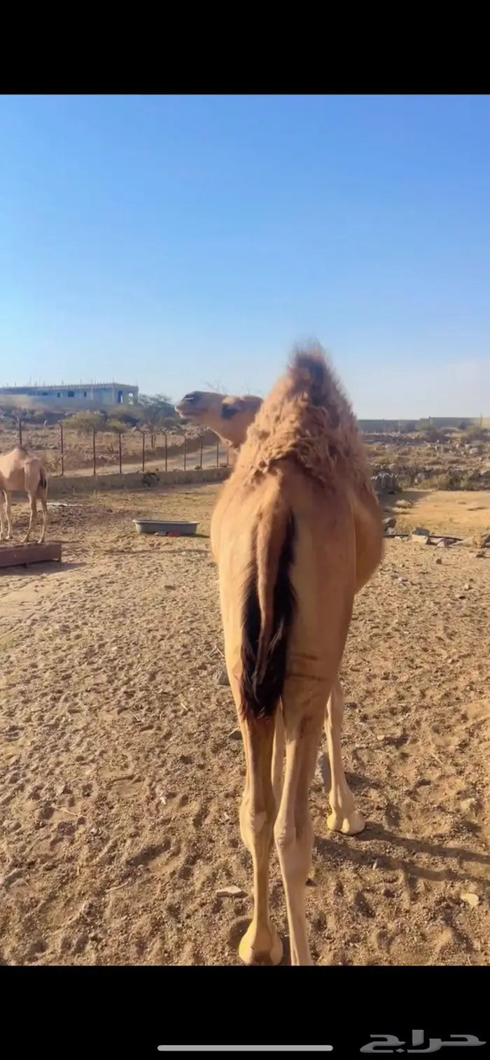 قعود وبكره للبيع 0