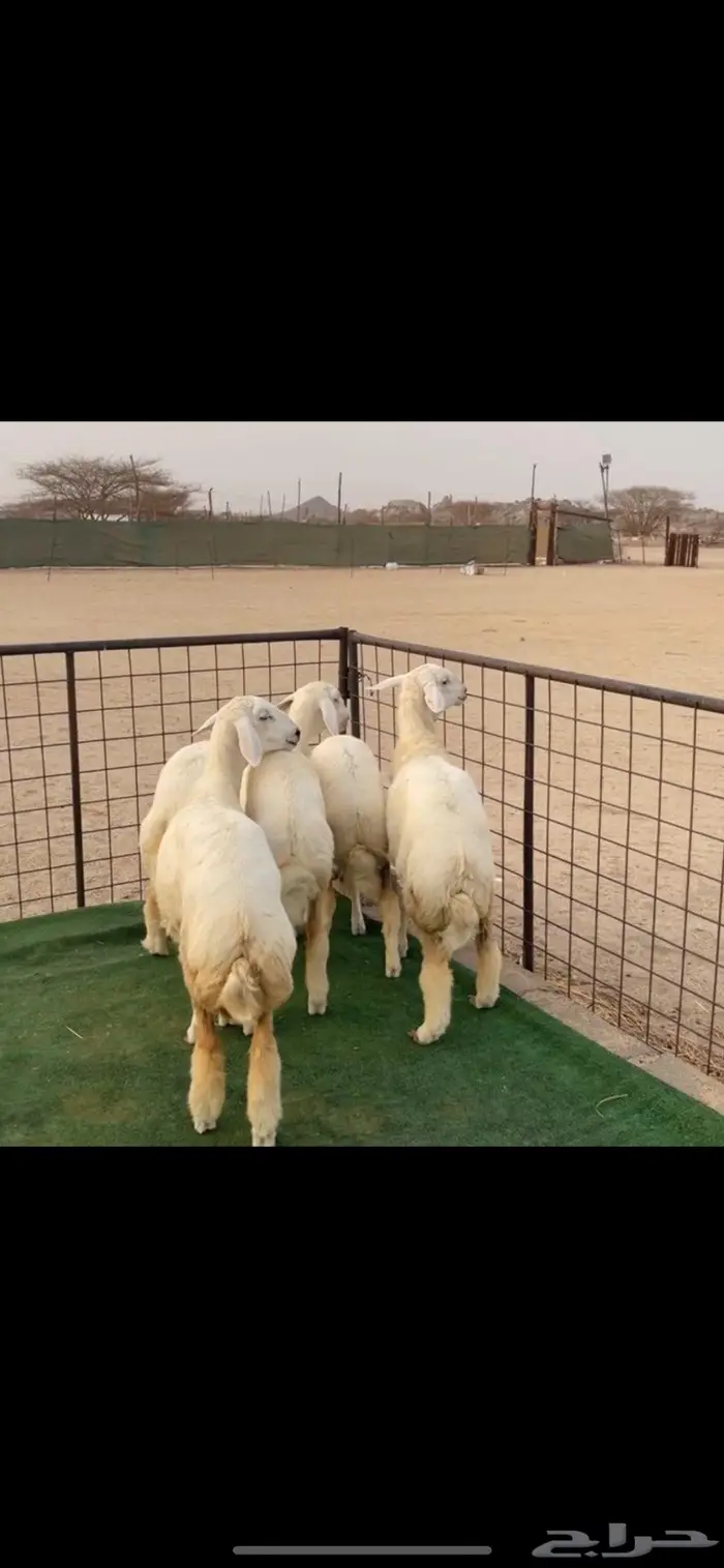 تم البيع .. رخال مقاني طيبه فرصه للقناي ونظيفه جدا 2