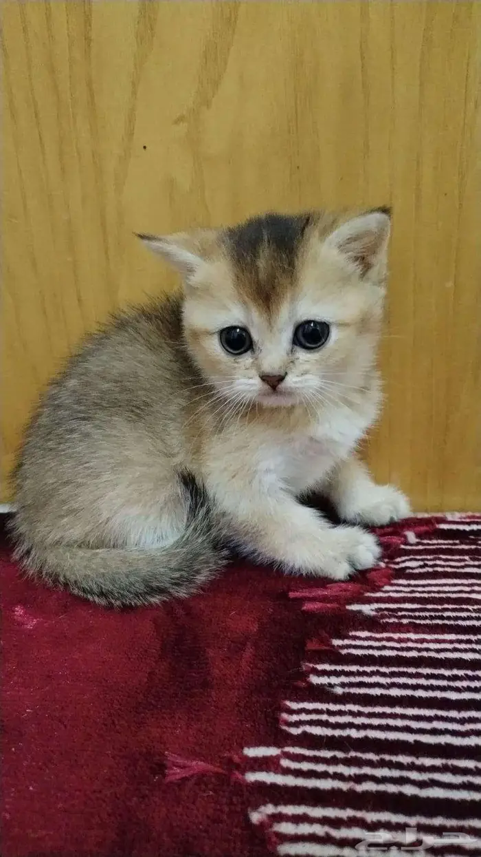 قطط سكوتش فولد وستريت 0