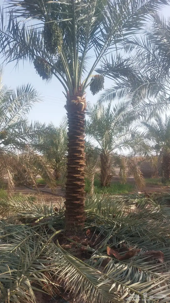 نخل عربي 1